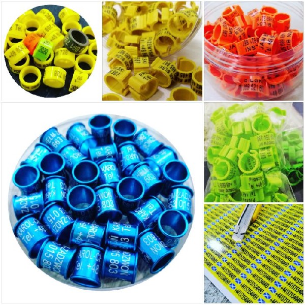 Obrączki, Znaczniki, Naklejki Na Tipesy Dla Gołębi Pocztowych Pzhgp, Laserowe, Grawer