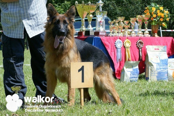 Owczarek Niemiecki Dlugowlosy, Piesek 2