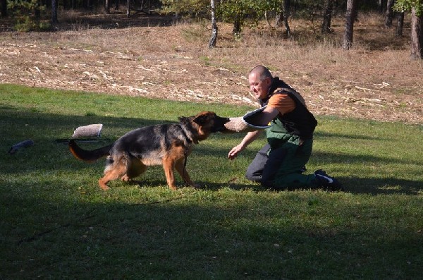 Owczarek Niemiecki Dlugowlosy, Piesek 3